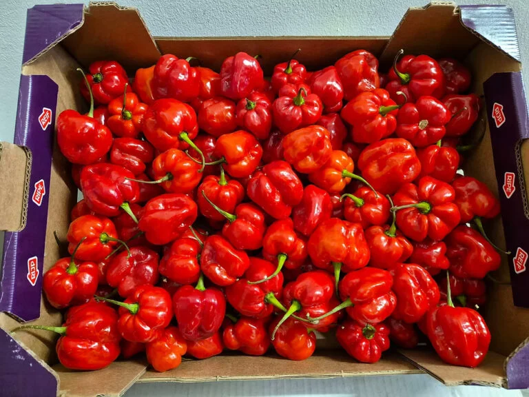 Ata rodo scotch Bonnet Hot Pepper